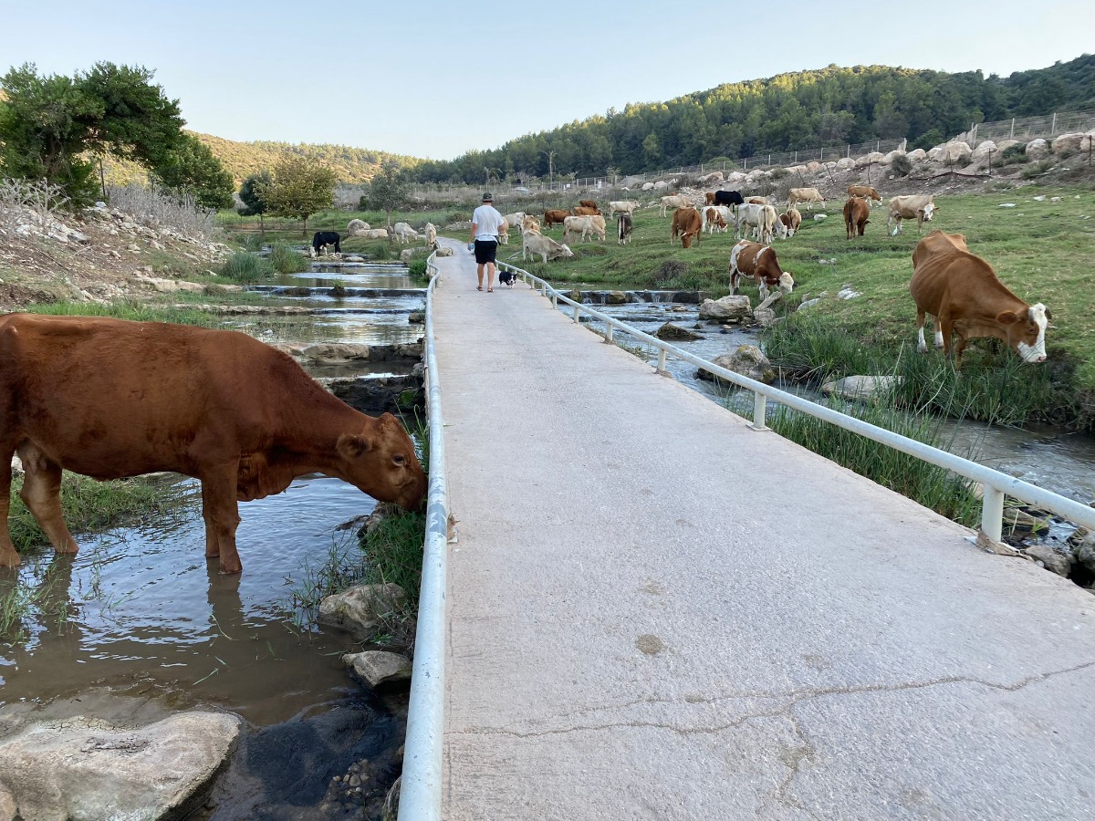 מטיילים ומצלמים בנחל ציפורי (19)