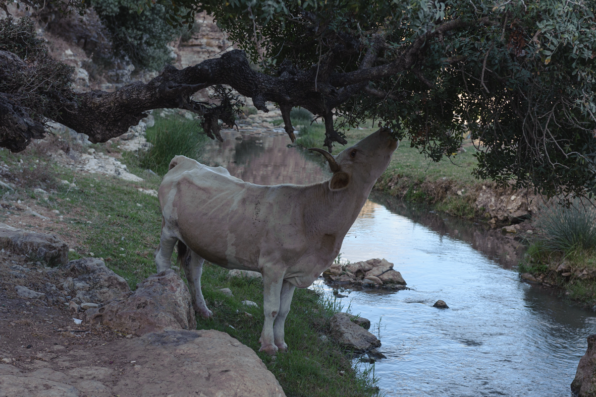 מטיילים ומצלמים בנחל ציפורי (4)