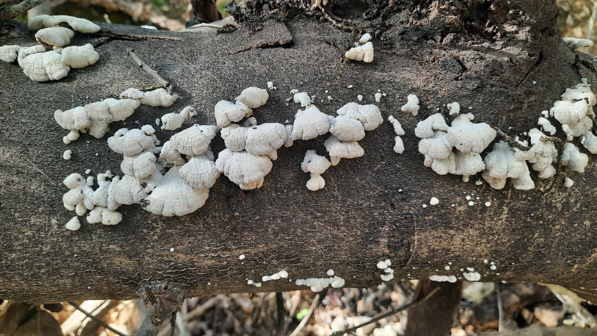 שביל ישראל-נחל עמוד תחתון (8)