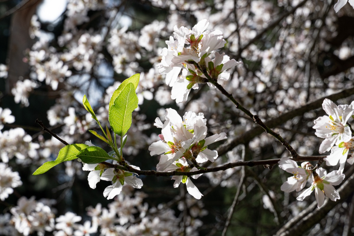 מטיילים ומצלמים במקומות נסתרים בליבה של זכרון יעקב (12)