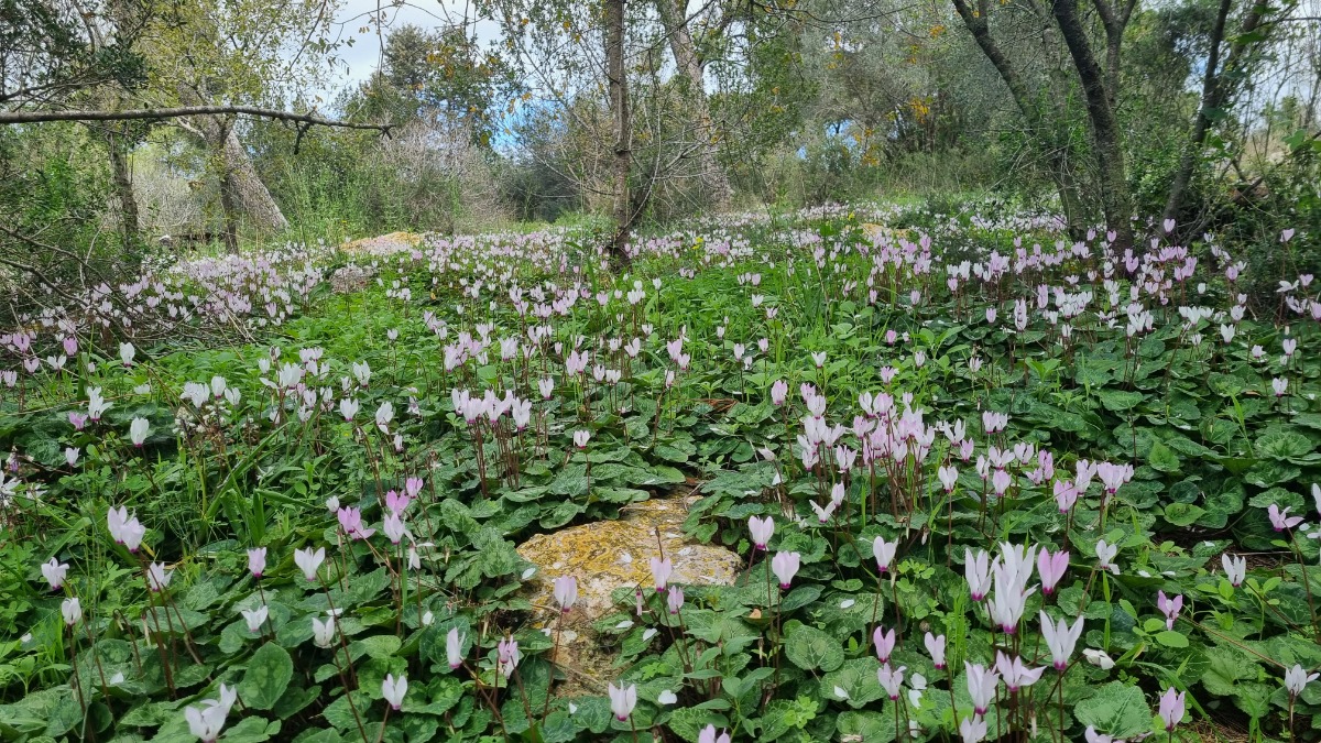 מטיילים ומצלמים במקומות נסתרים בליבה של זכרון יעקב (1)