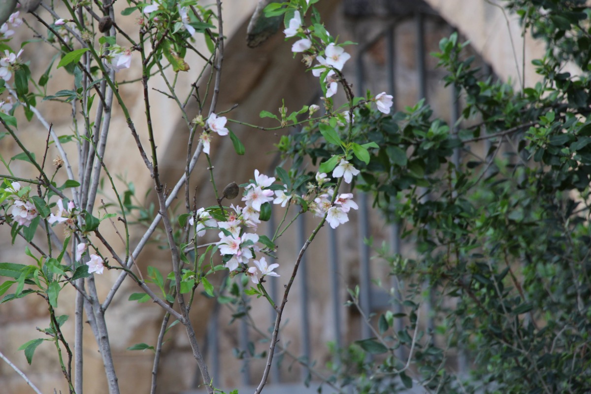 מטיילים ומצלמים במקומות נסתרים בליבה של זכרון יעקב (2)